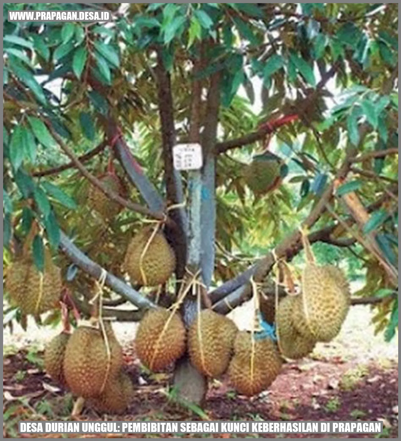 Desa Durian Unggul: Pembibitan sebagai Kunci Keberhasilan di prapagan