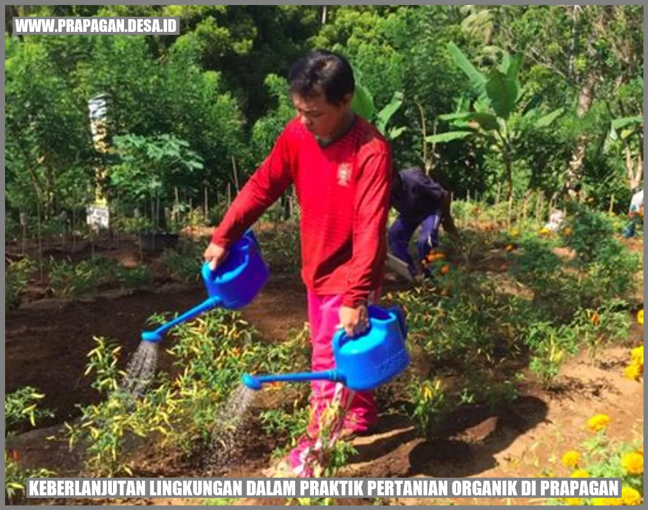 Praktik Pertanian Organik di Prapagan