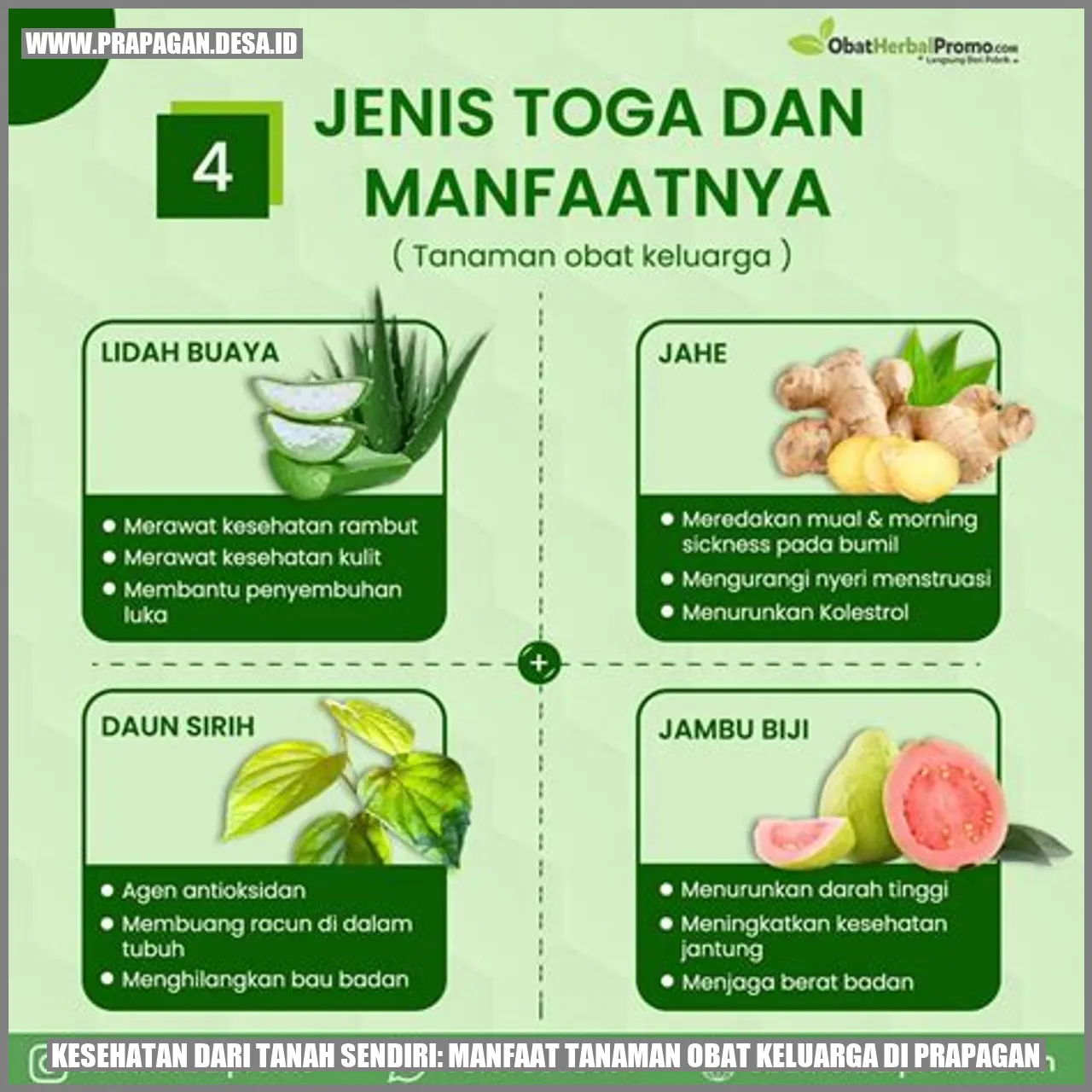 Tanaman Obat
