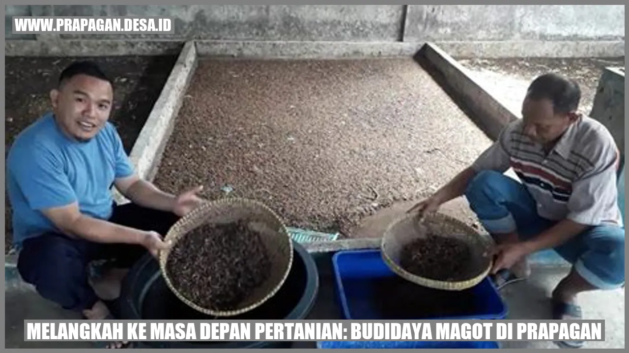 Budidaya Magot di prapagan