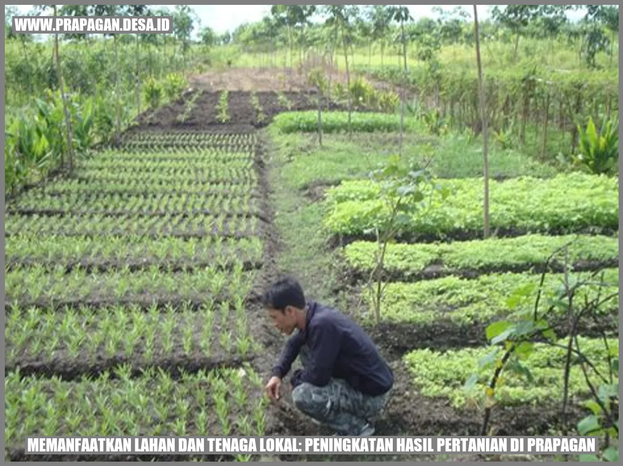 Memanfaatkan Lahan dan Tenaga Lokal