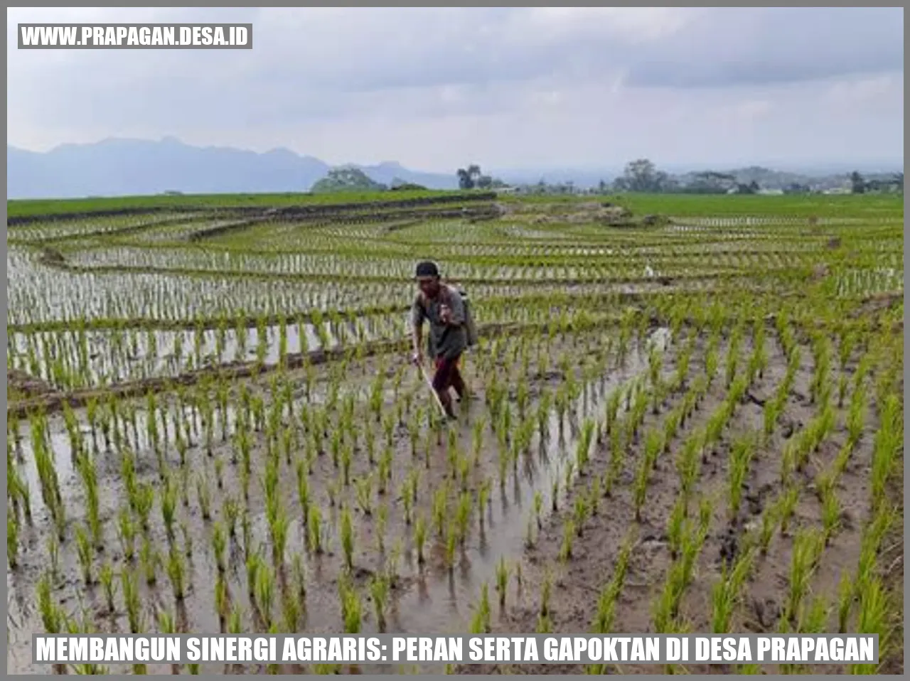 Gambar Pertanian di Desa Prapagan