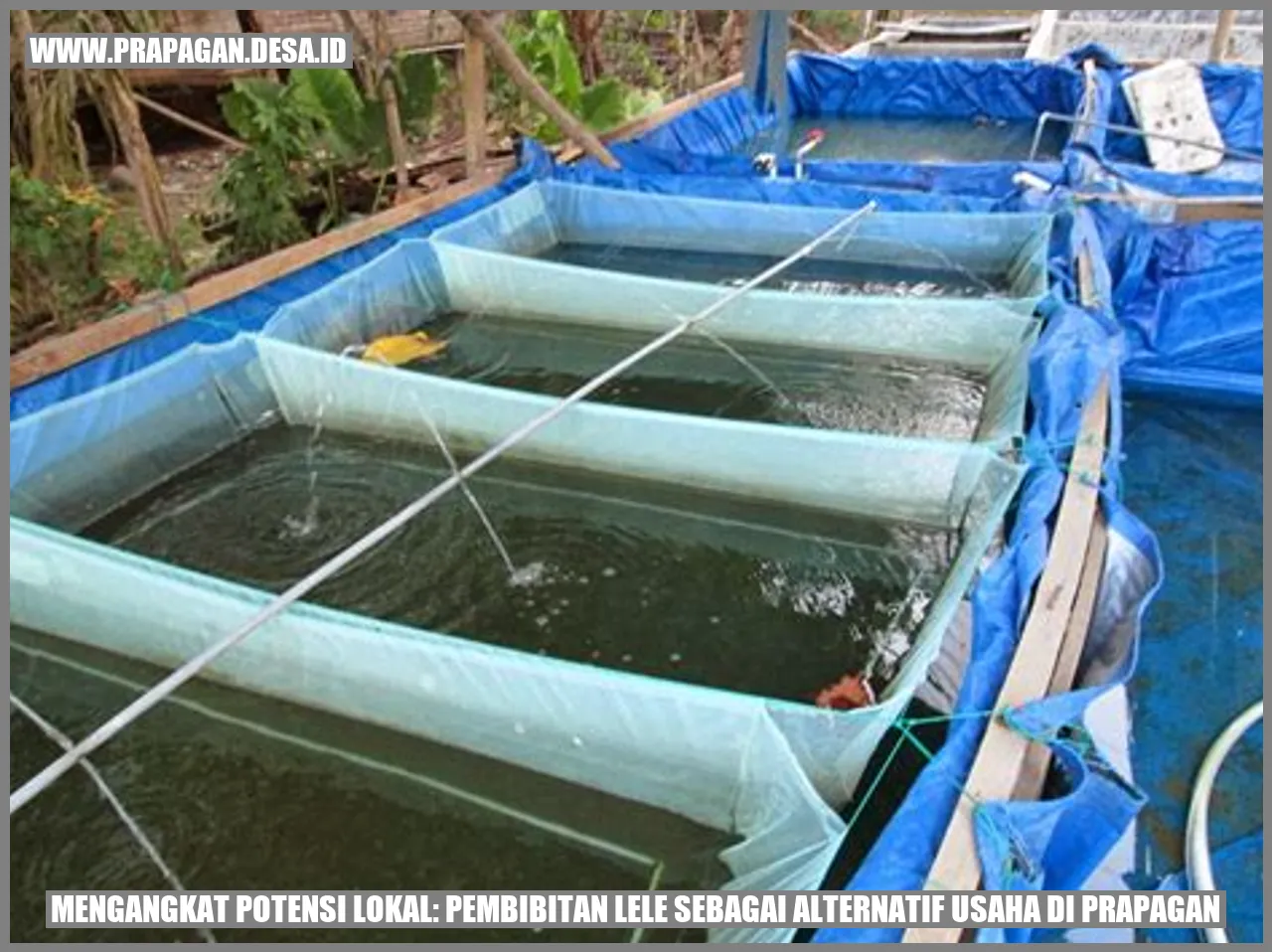 Gambar Pembibitan Lele