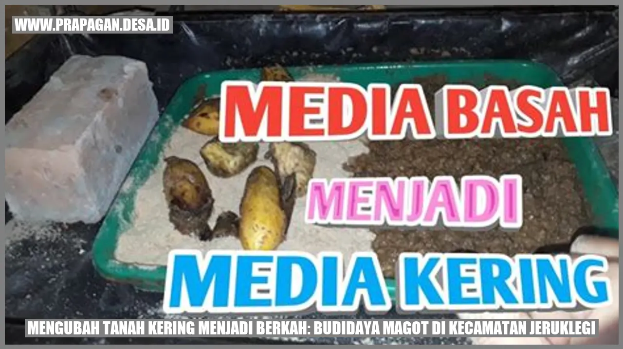 Gambar budidaya magot