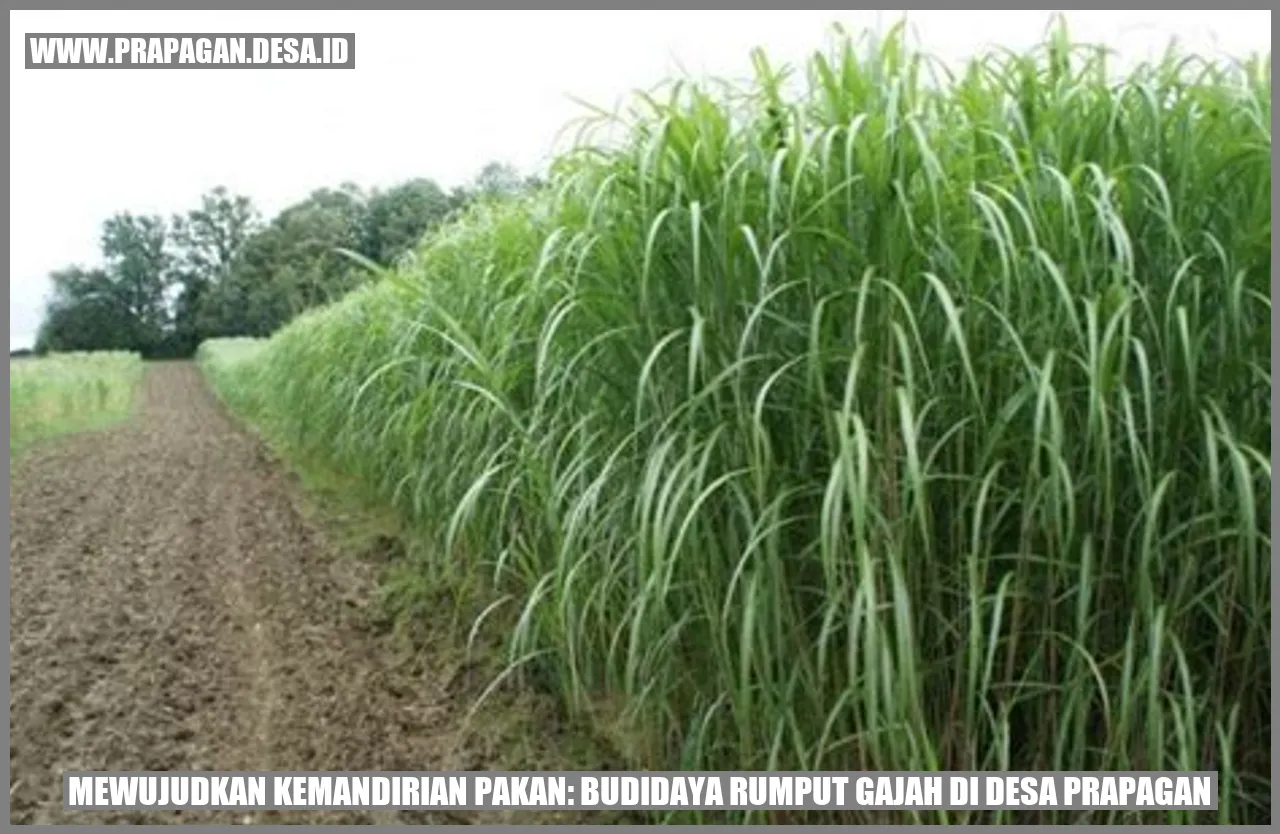 Budidaya Rumput Gajah di Desa Prapagan