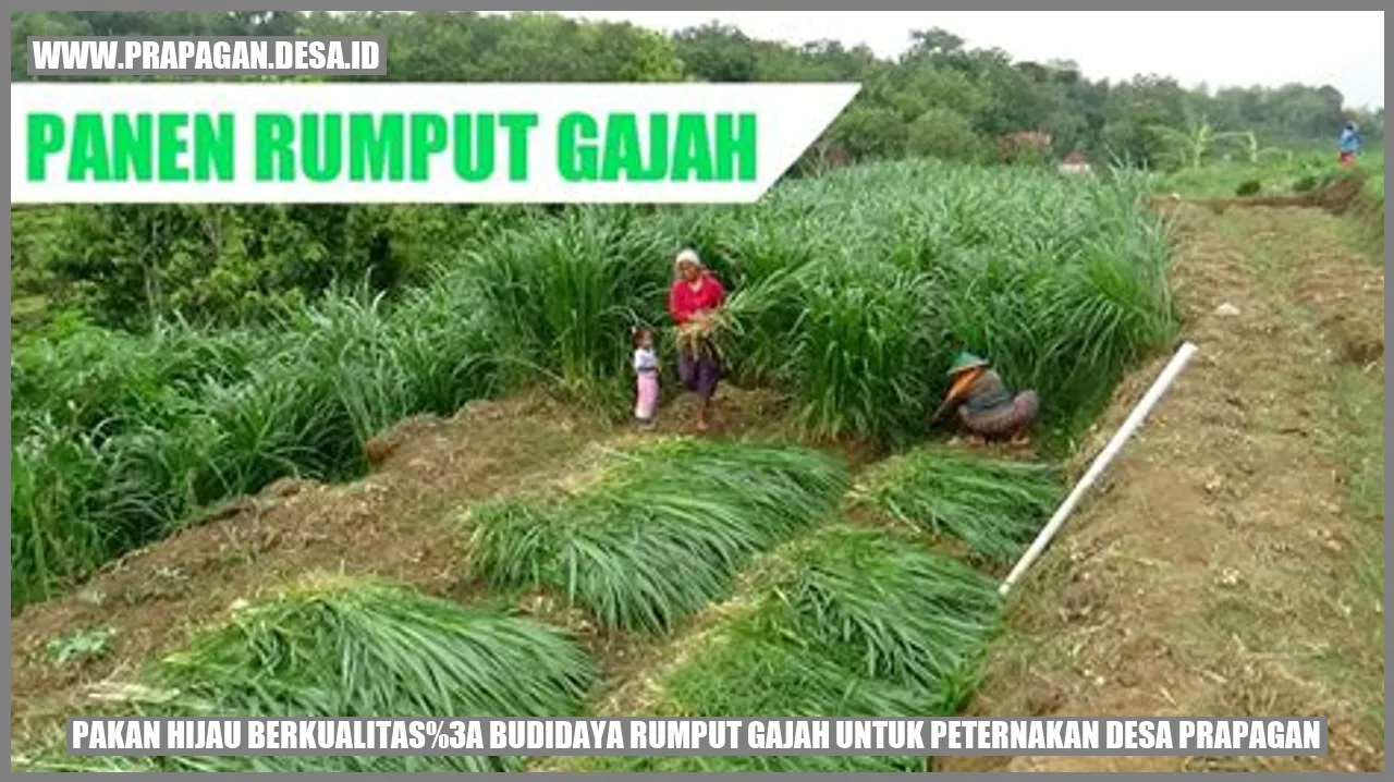 Rumput Gajah