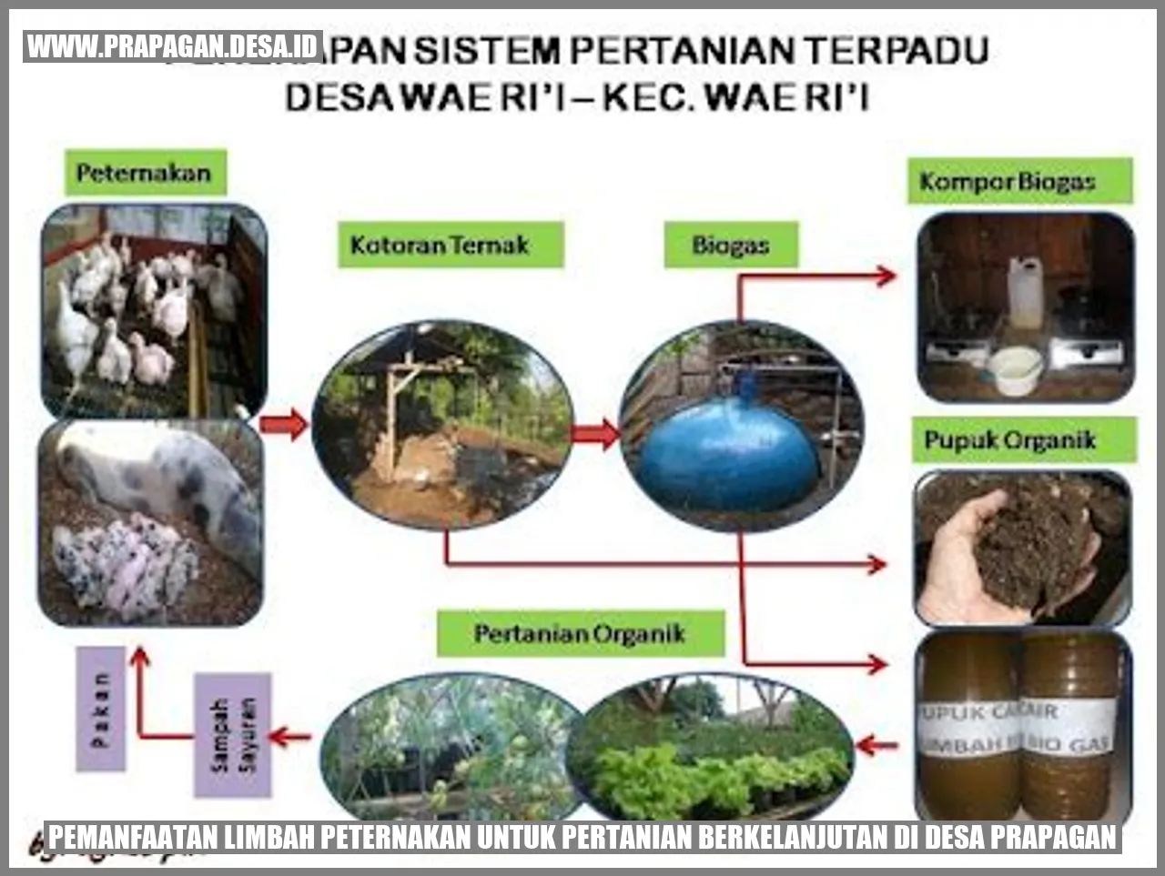 Pemanfaatan Limbah Peternakan untuk Pertanian Berkelanjutan di Desa Prapagan
