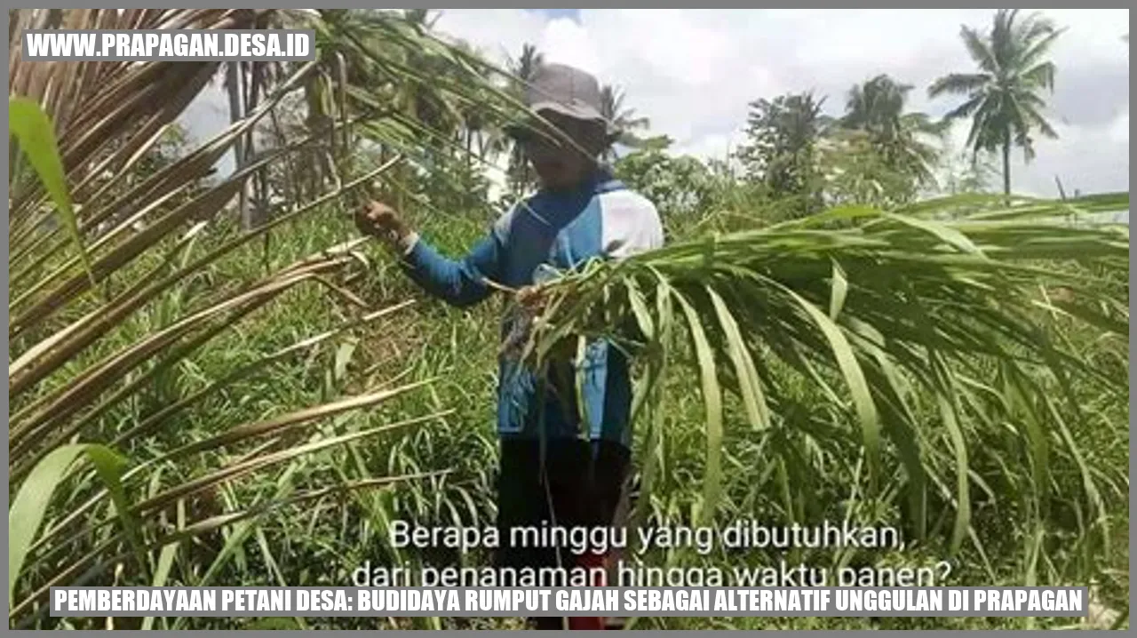 Pemberdayaan Petani Desa: Budidaya Rumput Gajah